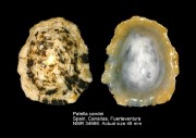 Patella candei